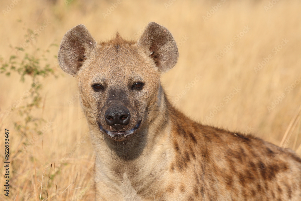 Tüpfelhyäne / Spotted hyaena / Crocuta crocuta... Tüpfelhyäne / Spotted hyaena / Crocuta crocuta...