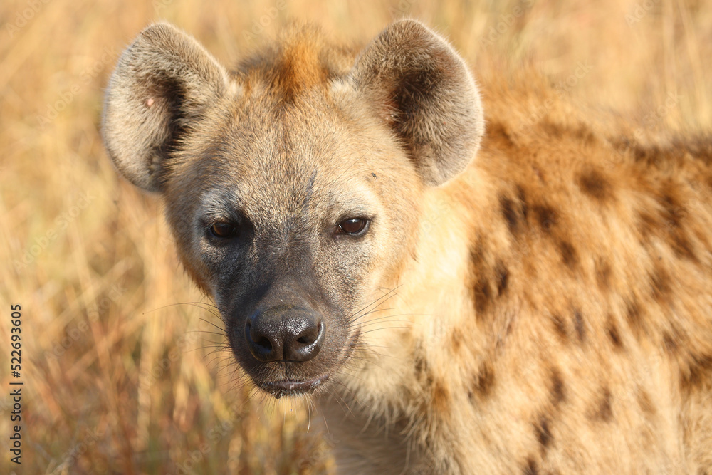 Tüpfelhyäne / Spotted hyaena / Crocuta crocuta... Tüpfelhyäne / Spotted hyaena / Crocuta crocuta...