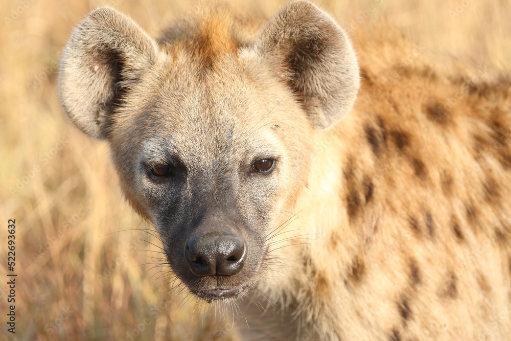 Tüpfelhyäne / Spotted hyaena / Crocuta crocuta... Tüpfelhyäne / Spotted hyaena / Crocuta crocuta...