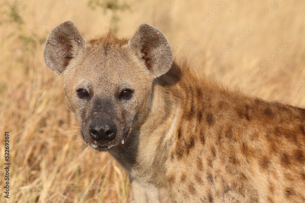 Tüpfelhyäne / Spotted hyaena / Crocuta crocuta... Tüpfelhyäne / Spotted hyaena / Crocuta crocuta...