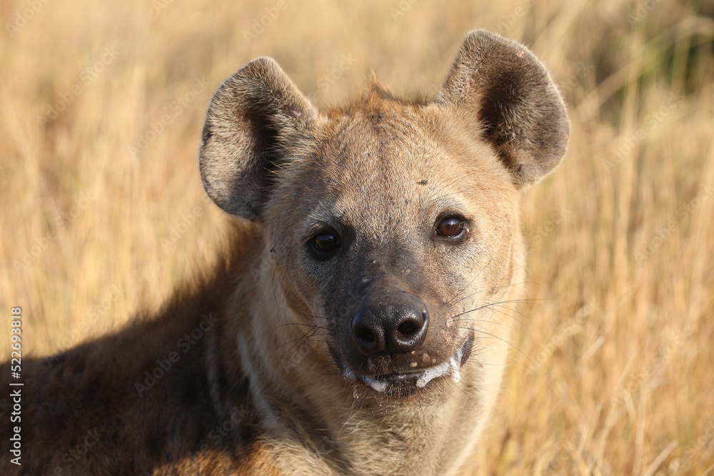 Tüpfelhyäne / Spotted hyaena / Crocuta crocuta... Tüpfelhyäne / Spotted hyaena / Crocuta crocuta...
