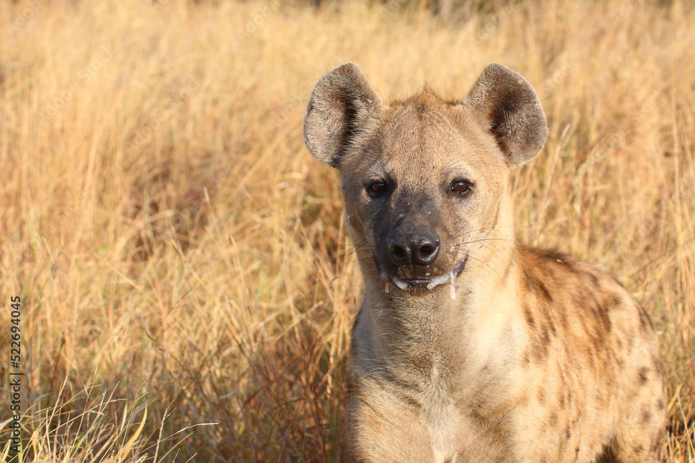Tüpfelhyäne / Spotted hyaena / Crocuta crocuta... Tüpfelhyäne / Spotted hyaena / Crocuta crocuta...