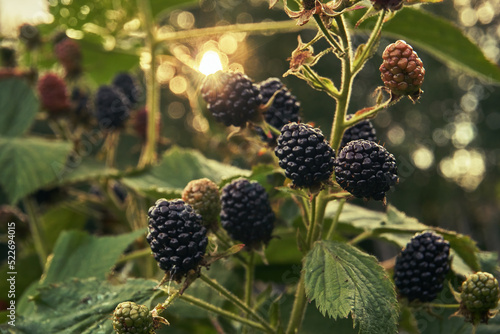 Blackberry growing on a garden bush. Through the leaves and berries of blackberries shine the rays of the sun. Summer berry grows in the garden or vegetable garden. Selective selective focus