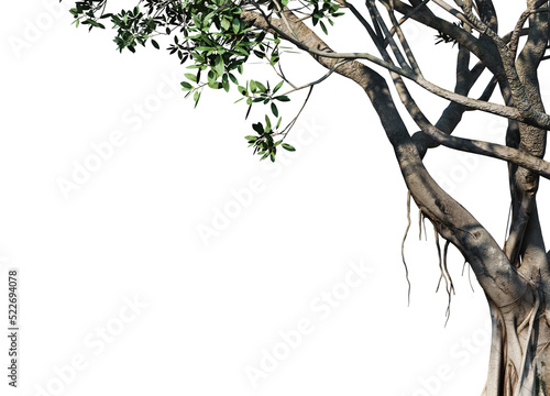 foreground twigs on a transparent background