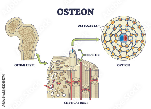 Osteon or haversian system with compact bone structure outline diagram. Labeled educational scheme with cortical bone or organ level anatomy vector illustration. Osteocytes location from cross section