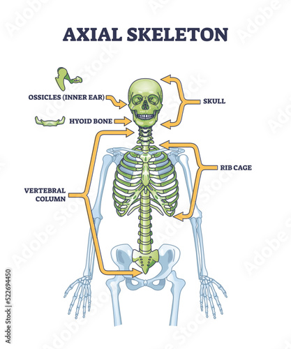Axial skeleton parts with human skeleton skull and ribs outline diagram. Labeled educational scheme with head, trunk and vertebrate bones location vector illustration. Anatomy with hyoid and ossicles.