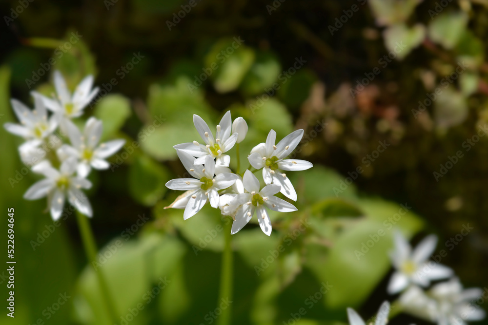 Wild garlic Wild garlic
