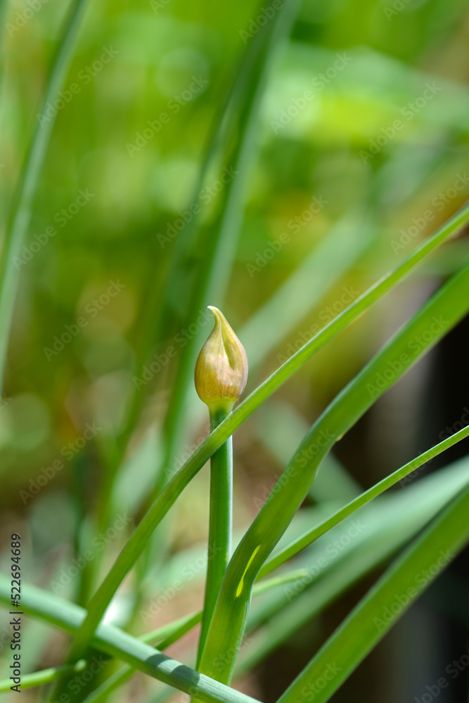 Chives flower