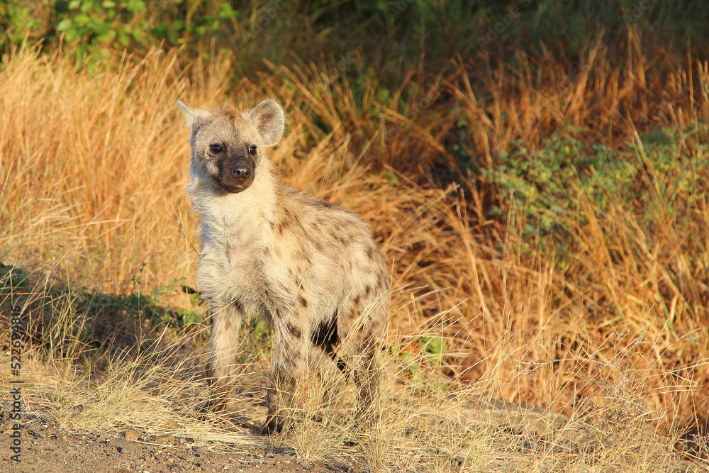 Tüpfelhyäne / Spotted hyaena / Crocuta crocuta... Tüpfelhyäne / Spotted hyaena / Crocuta crocuta...