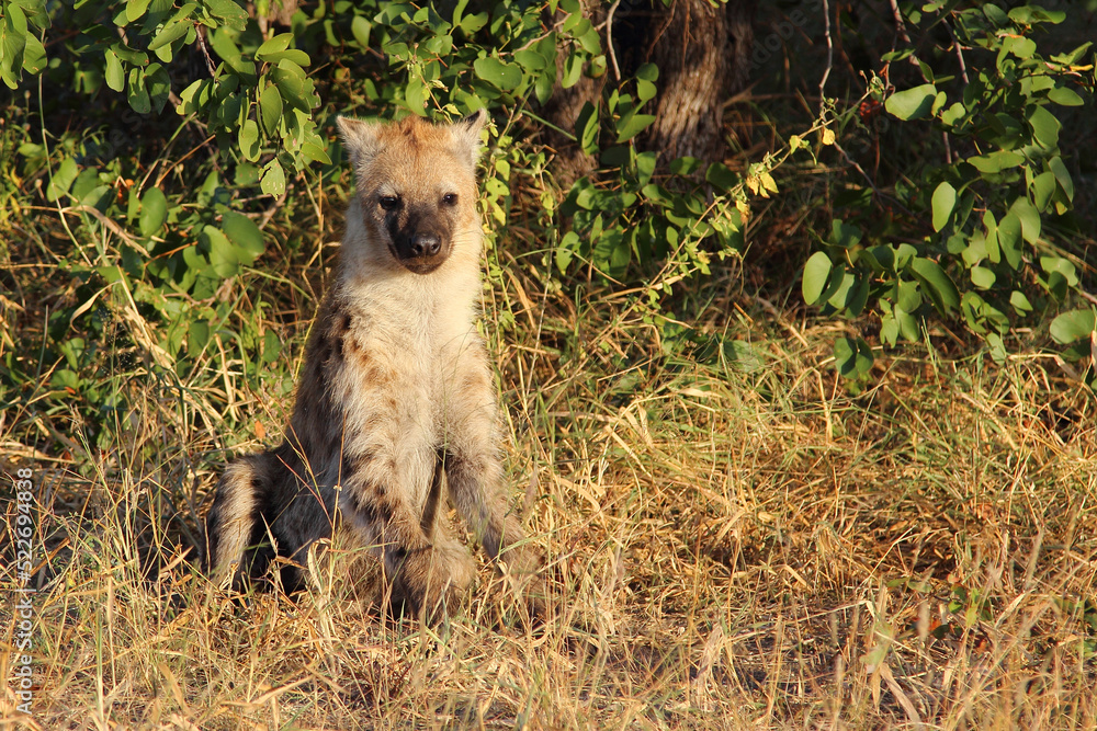 Tüpfelhyäne / Spotted hyaena / Crocuta crocuta... Tüpfelhyäne / Spotted hyaena / Crocuta crocuta...