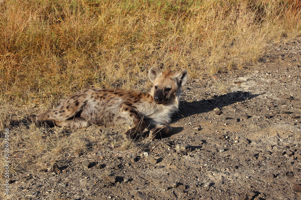 Obraz premium Tüpfelhyäne / Spotted hyaena / Crocuta crocuta...