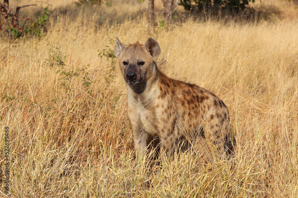 Tüpfelhyäne / Spotted hyaena / Crocuta crocuta... Tüpfelhyäne / Spotted hyaena / Crocuta crocuta...