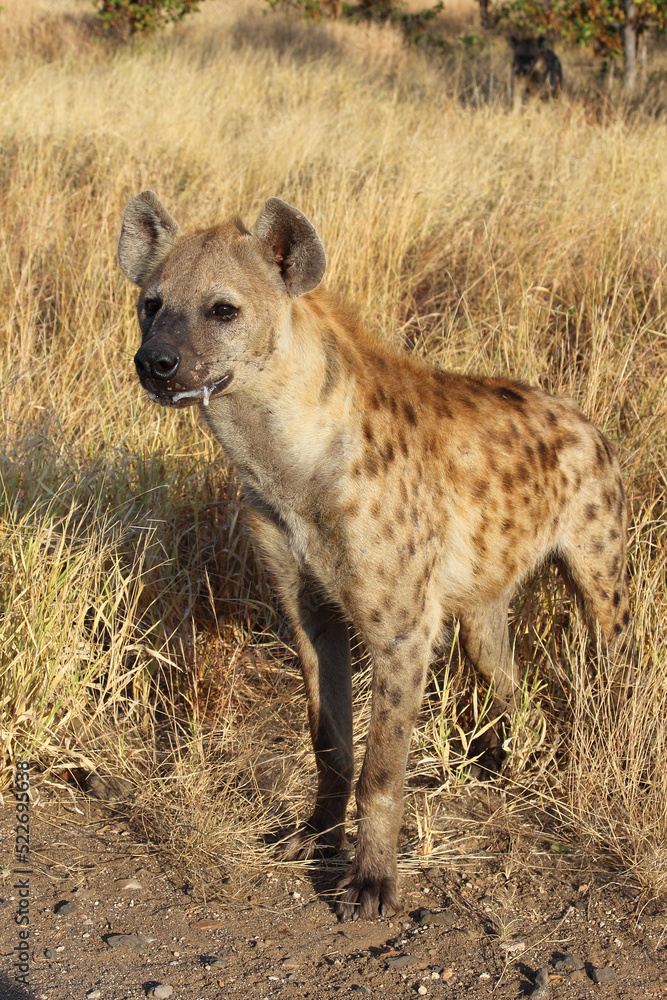 Tüpfelhyäne / Spotted hyaena / Crocuta crocuta... Tüpfelhyäne / Spotted hyaena / Crocuta crocuta...
