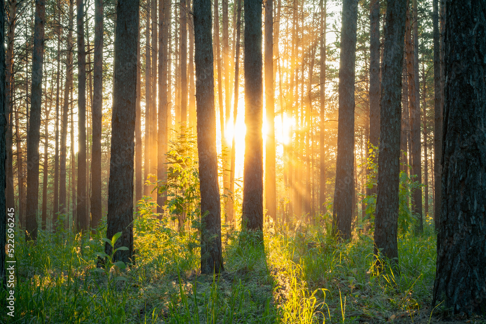 Obraz premium sunset in the forest