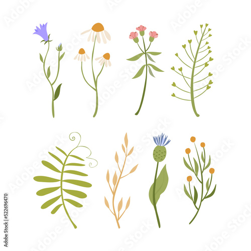 Vector set of plants and flowers. Wildflowers. Pastel doodle flowers. Wild flowers. Bell flower, chamomile © Lesya