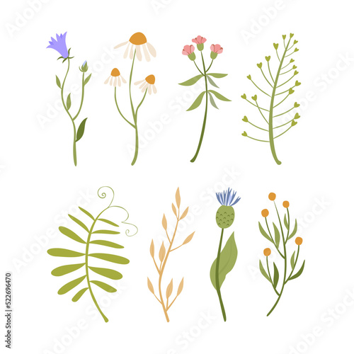 Vector set of plants and flowers. Wildflowers. Pastel doodle flowers. Wild flowers. Bell flower, chamomile
