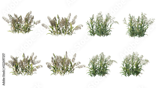 Plants and shrubs with flowers on a transparent background.