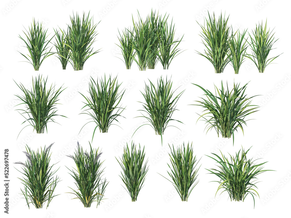 Plants and shrubs with flowers on a transparent background. Plants and shrubs with flowers on a transparent background.