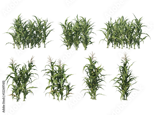 Plants and shrubs with flowers on a transparent background.