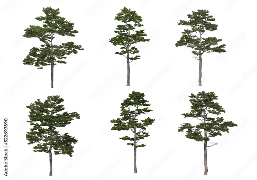 Trees with tall trunks on a transparent background - obrazy, fototapety, plakaty 