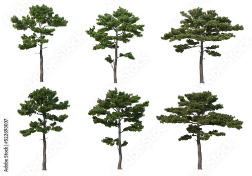 Trees with tall trunks on a transparent background
