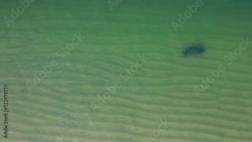 Following from above a solitary seal swims under the water following the coastline  photo