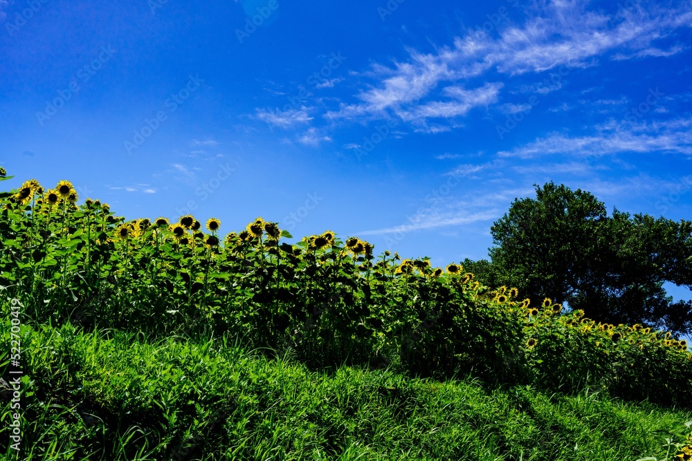 Obraz premium 長崎鼻