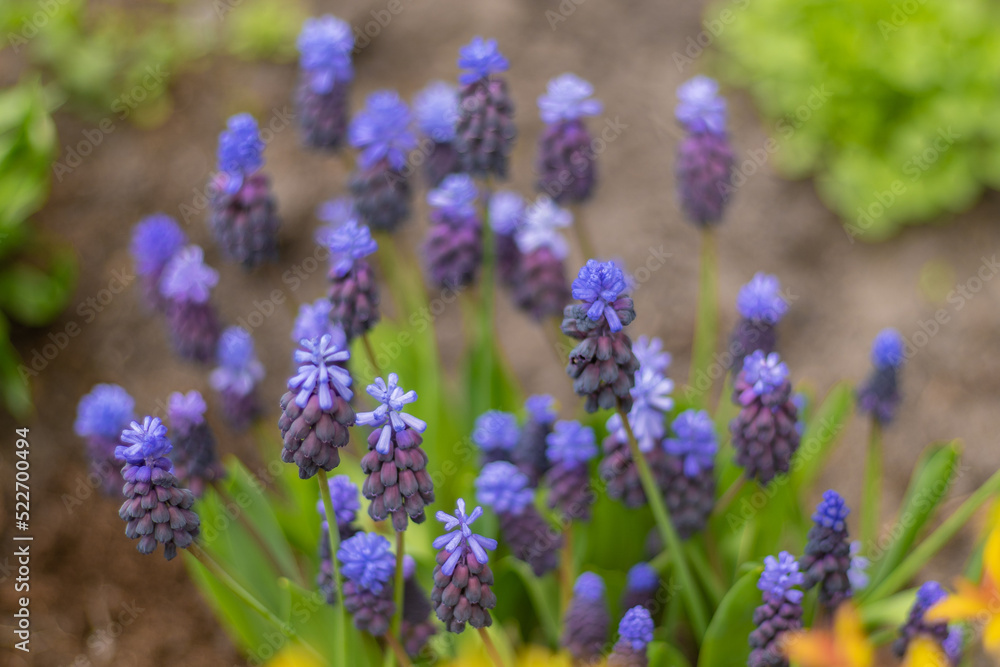 Muscari - purple flowers in a flower bed in the garden. Blue buds close up. Spring and summer flower. Grape hyacinth. Floral colorful background. Blooming Muscari - purple flowers in a flower bed in the garden. Blue buds close up. Spring and summer flower. Grape hyacinth. Floral colorful background. Blooming