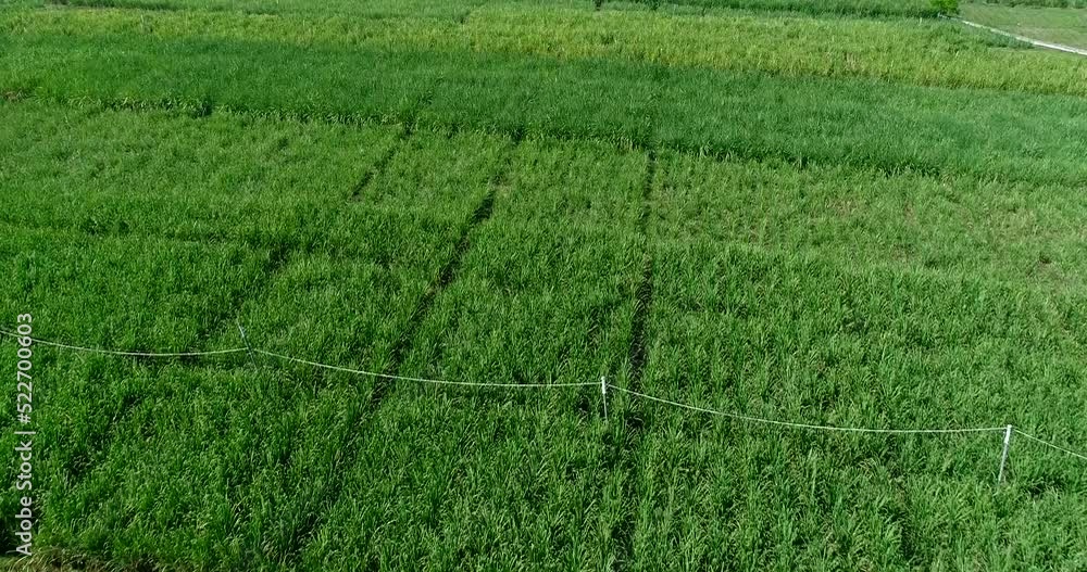 Aerial shot of sugar cane fields at various stage, coconut trees background Aerial shot of sugar cane fields at various stage, coconut trees background