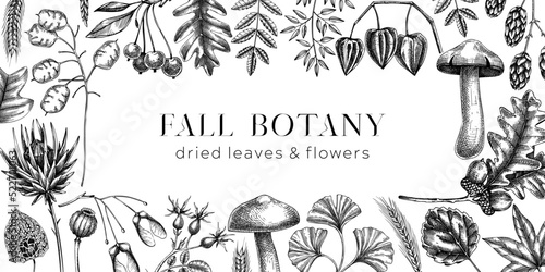 Autumn background with fall leaves and dried flowers. Thanksgiving frame design. Fall backdrop in sketched style. Dried herbs, falling leaves, mushrooms, seeds banner. Black and white illustration.