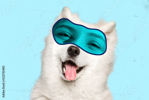 Cute little doggy, white husky with female eyes express satisfaction isolated on blue background. Animal look, funny meme emotions © master1305