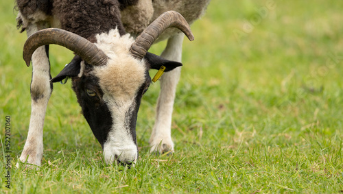 Fototapeta Naklejka Na Ścianę i Meble -  a brown and white jacobs ewe standing in a green meadow in springtime