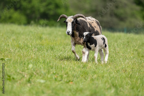 a brown and white jacobs ewe and her lamb walking in a green meadow in springtime photo