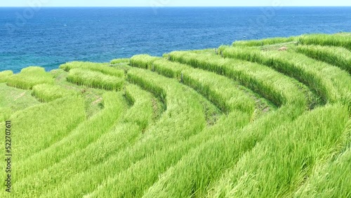 夏の棚田と海の風景　輪島市白米千枚田　8月