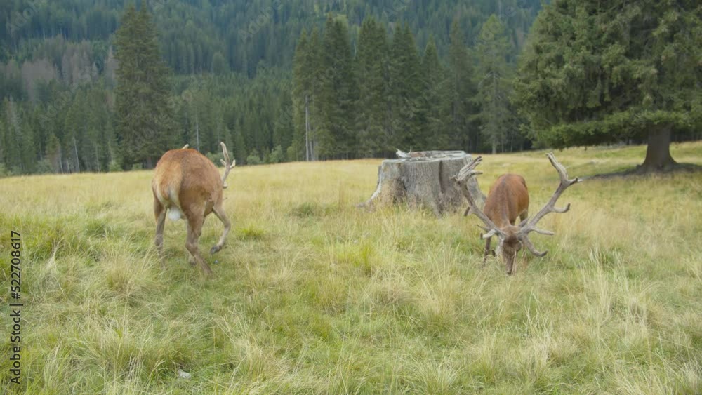 Two male deer resting in a field. Beautiful adult deer with large horns