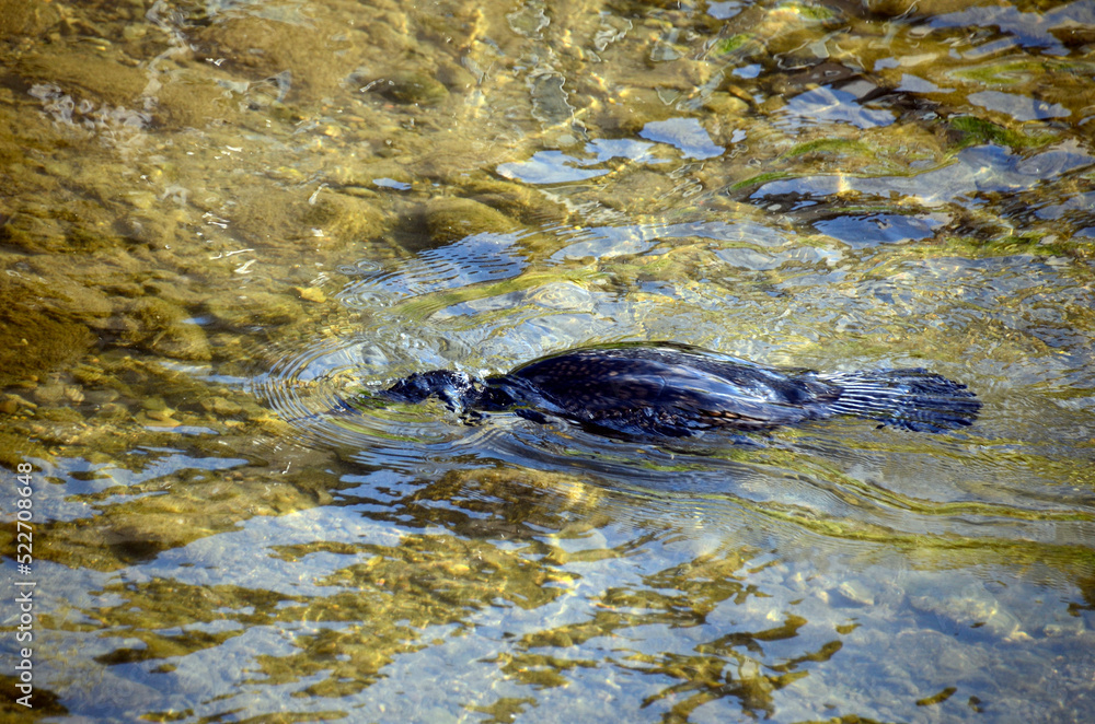 Obraz premium 川の鵜