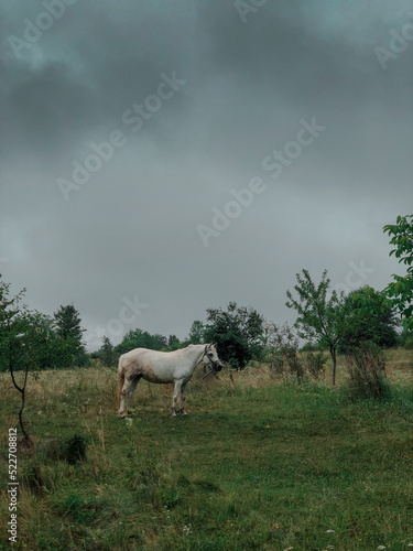 A white horse grazes on a field in cloudy weather. High-quality photo