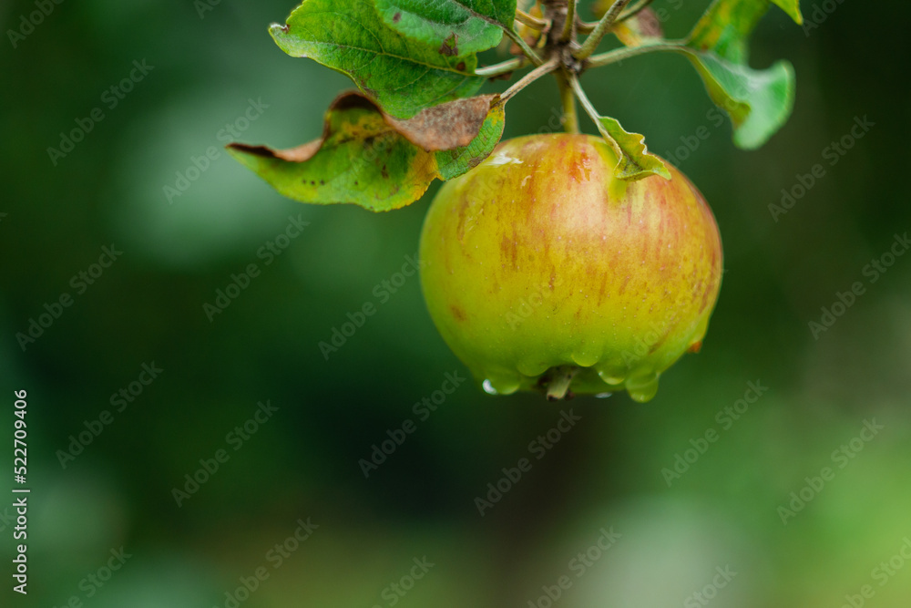 green apple with dew drops on the tree green apple with dew drops on the tree