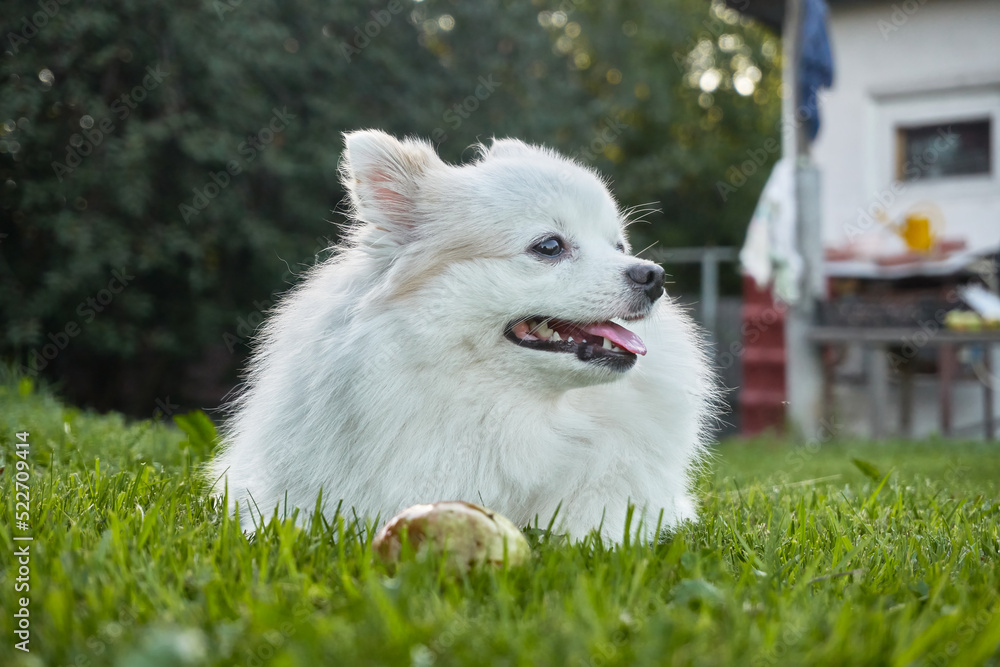 A small white spitz dog. Man's best friend, friendly dog running on the ground A small white spitz dog. Man's best friend, friendly dog running on the ground