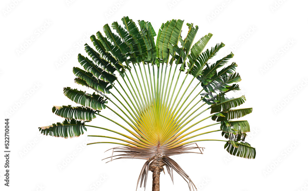 Traveler's palm tree (Ravenala madagascariensis) on transparent ...