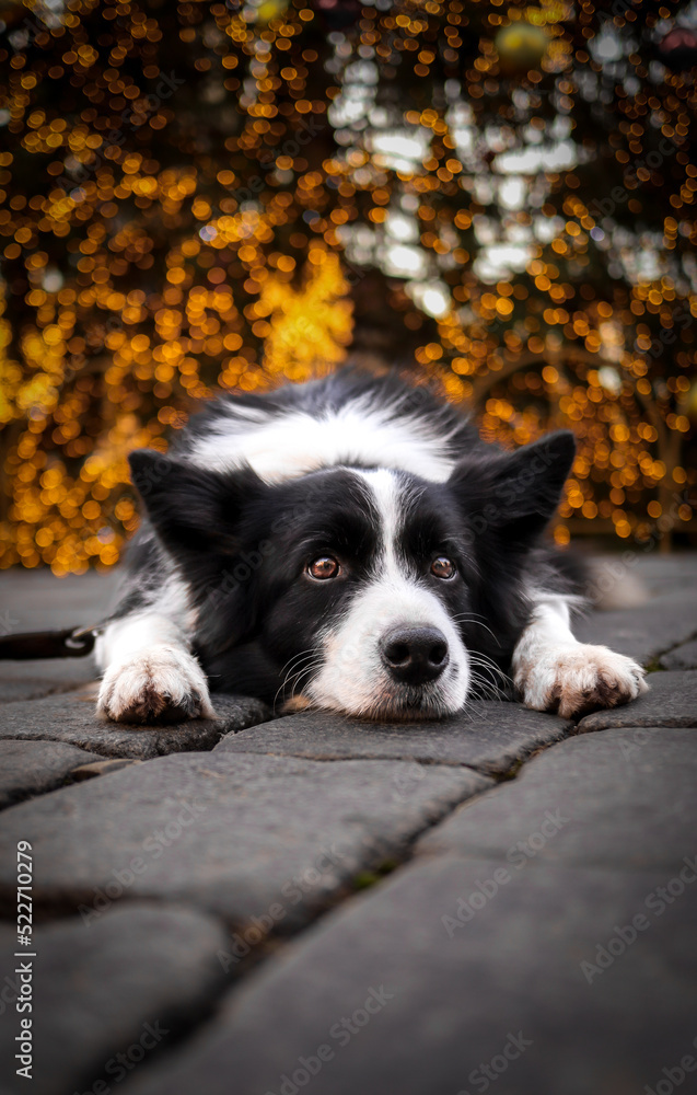 Vertical Portrait of Border Collie with Bokeh Christmas Lights. Black and White Dog Lies Down on Cobblestone in the City.