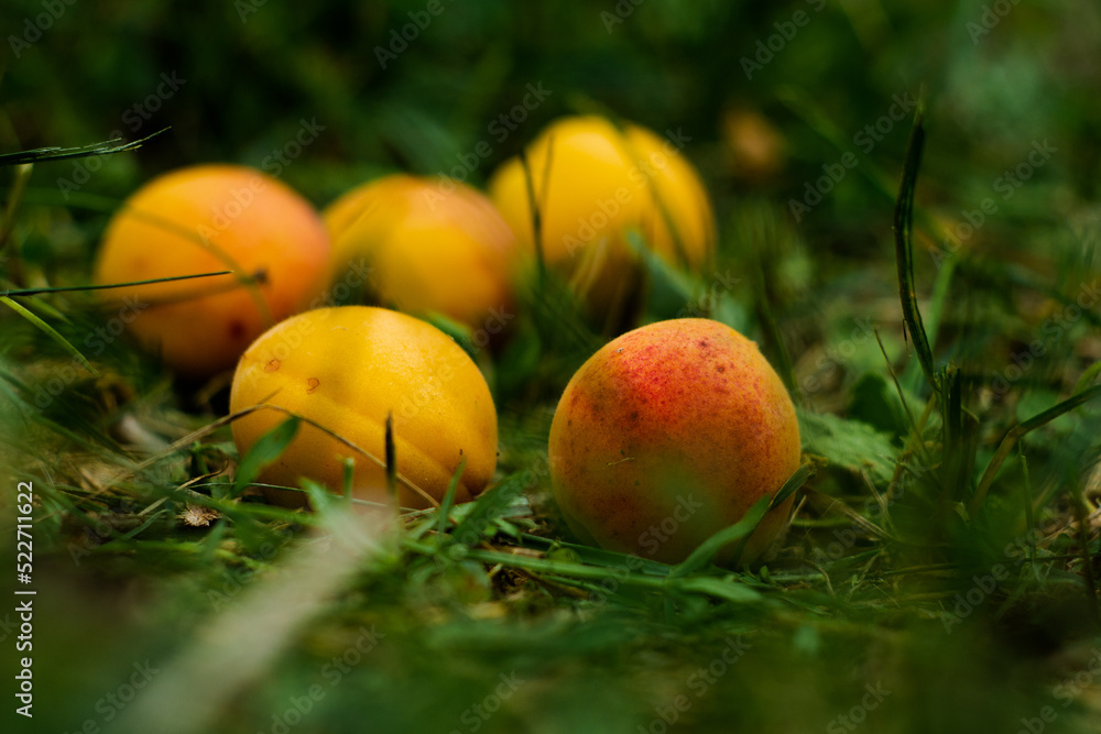 ripe orange apricots ripe orange apricots