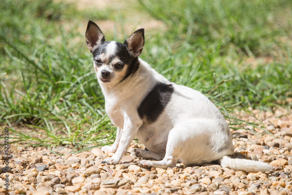 Cute Chihuahua dog happily basking in the sun
