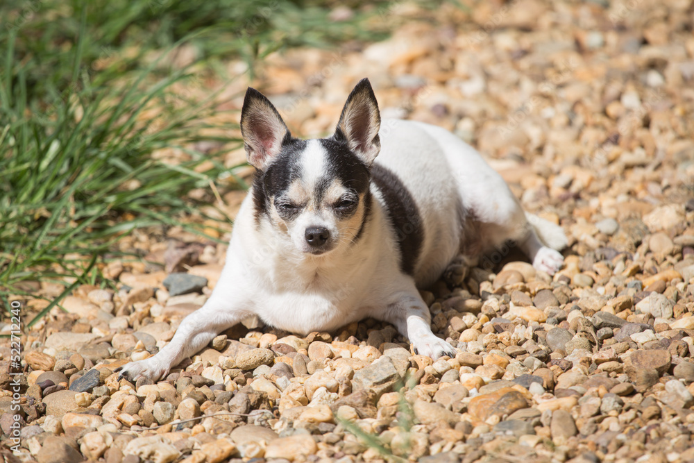 Cute Chihuahua dog happily basking in the sun