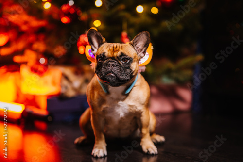 Festive french bulldog sitting near Christmas tree © Andris