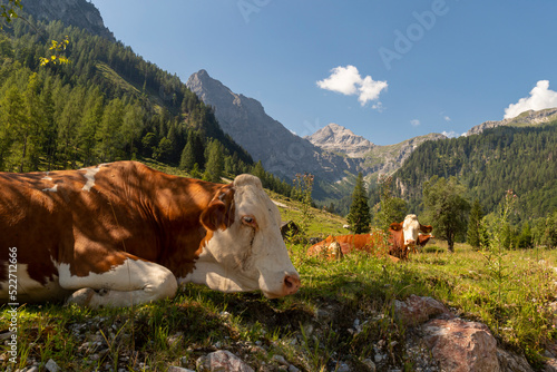 Kuh auf der Marbacheralm in Salzburg © Multiplecs