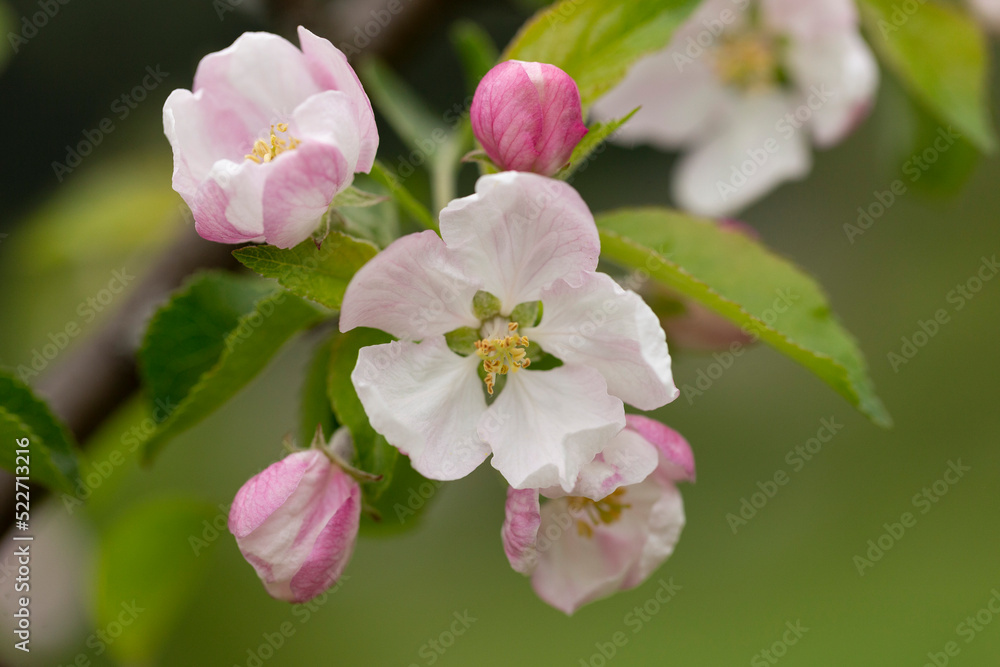 Apple blossom in the spring garden. Beautiful blooming apple tree branch at spring garden. Macro close-up shot.