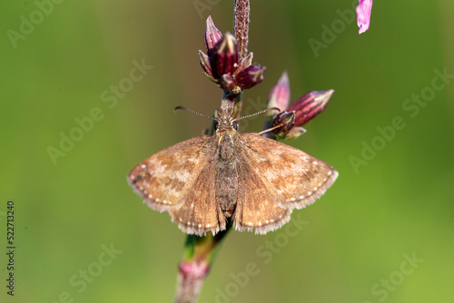 Dingy Skipper (Erynnis tages) is a butterfly of the Hesperiidae family. Dingy Skipper Butterfly (Erynnis tages) looking downwards and resting on a purple flower with great light. photo