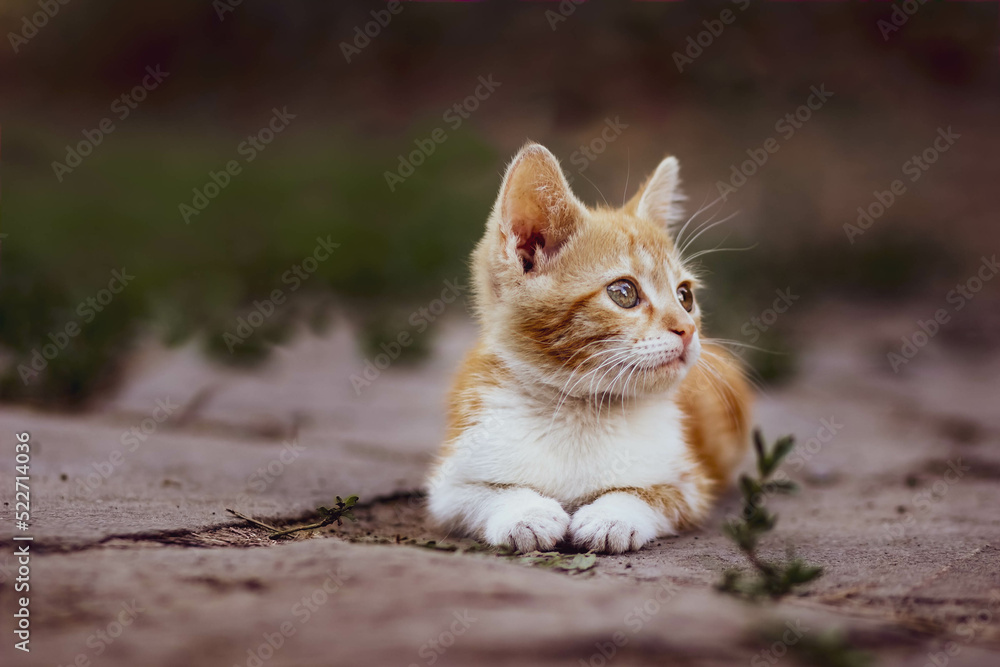Fototapeta premium A little red kitten poses on the street on gray stones. Portrait of a very cute pet