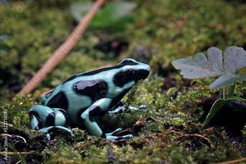 The Green-and-Black Poison Dart Frog (Dendrobates auratus), also known as the Green-and-Black Poison Arrow Frog and Green Poison Frog.